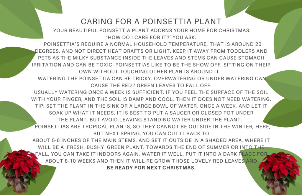 Caring for a Poinsettia Plant
