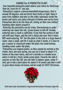 Caring For A Poinsettia Plant