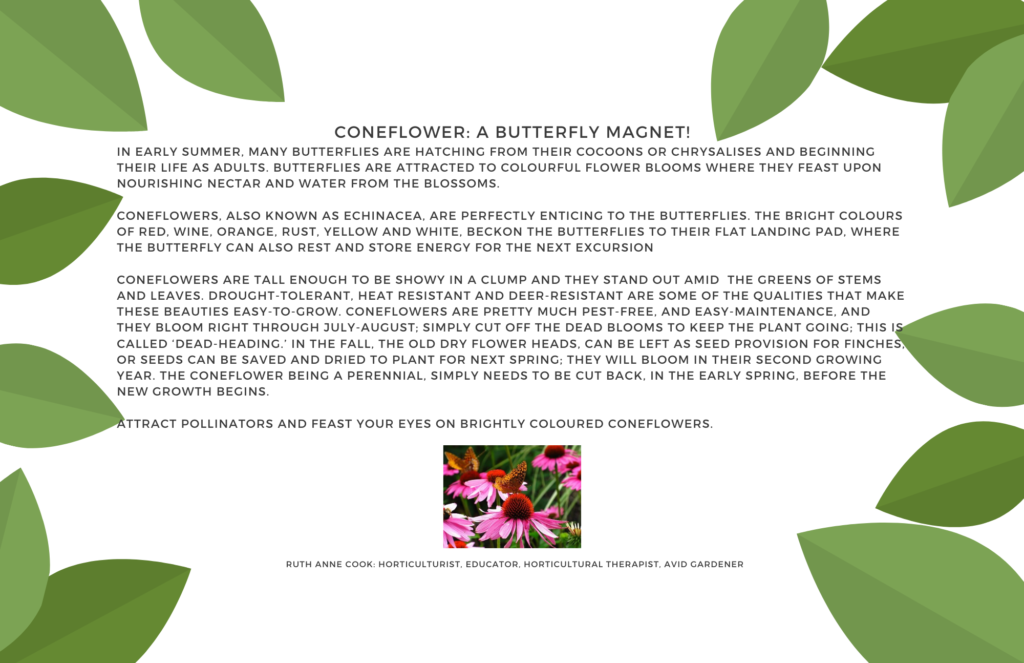 Coneflower: A Butterfly Magnet!