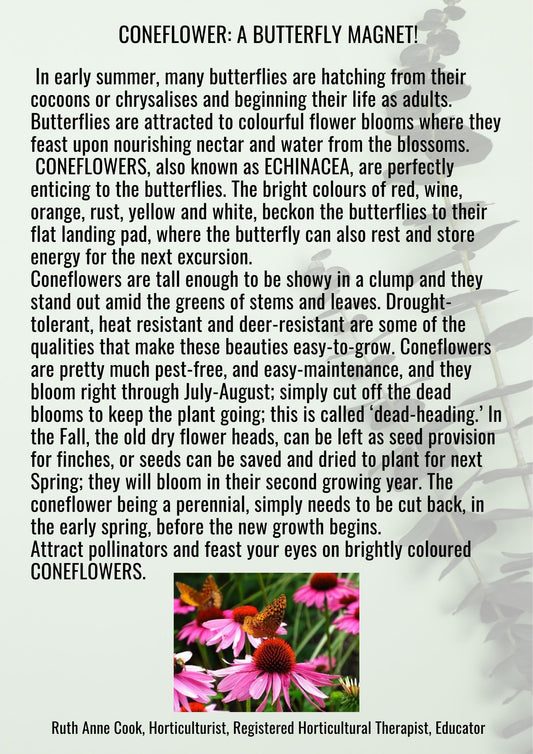 Coneflower: A Butterfly Magnet!