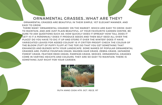 Ornamental Grasses... What are they?