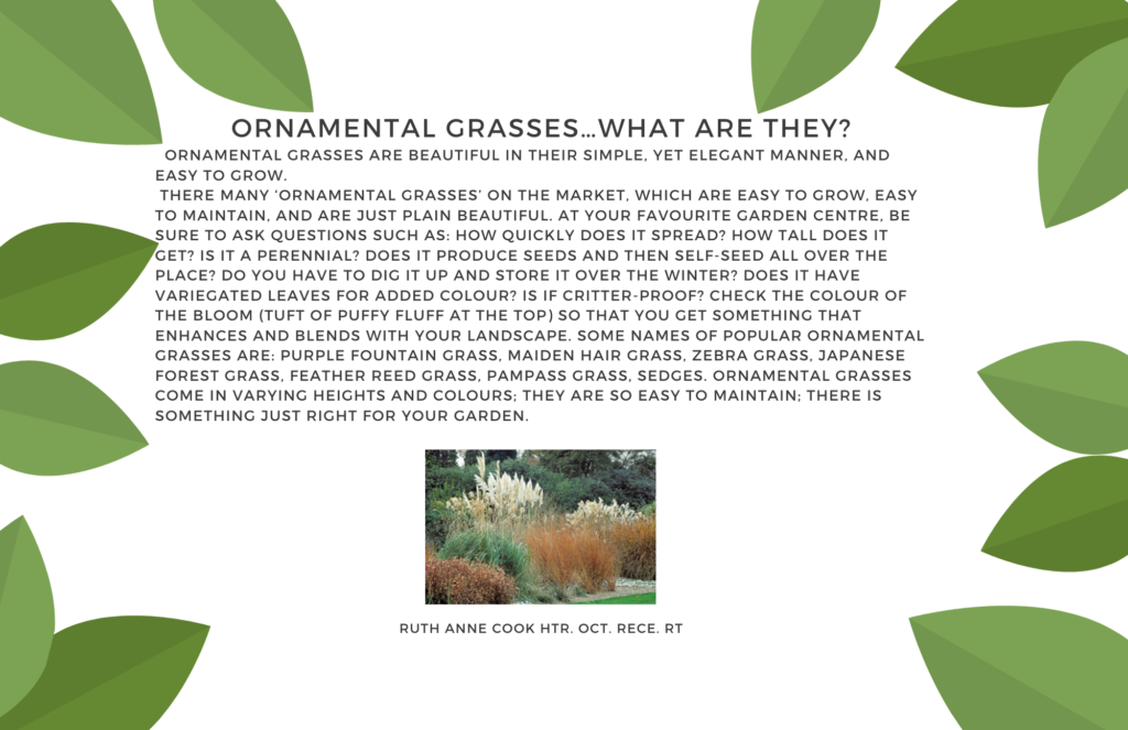 Ornamental Grasses... What are they?