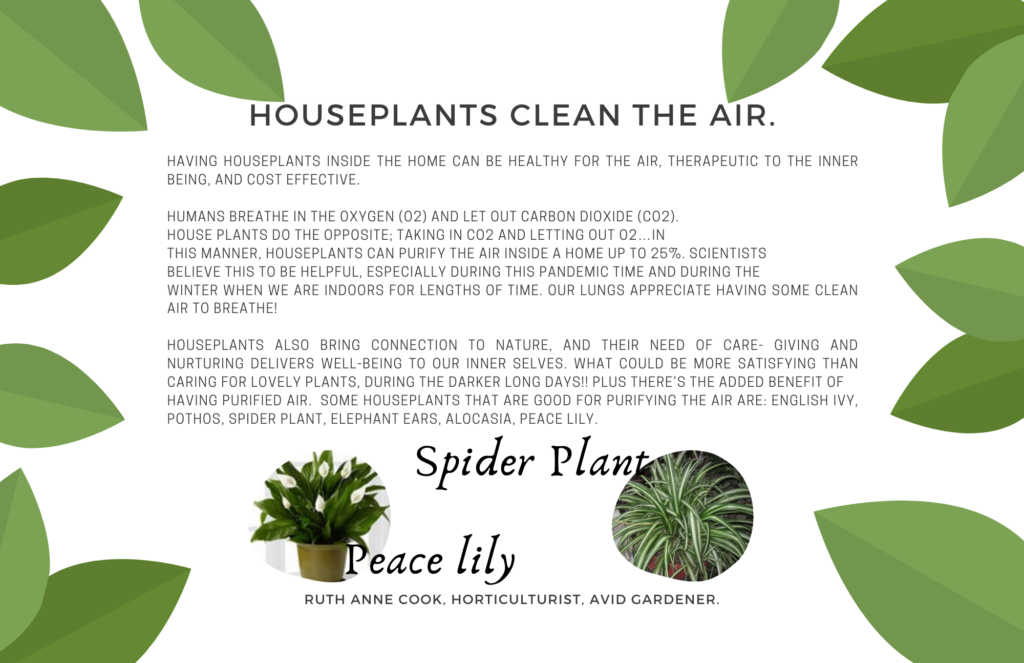 Houseplants Clean the Air