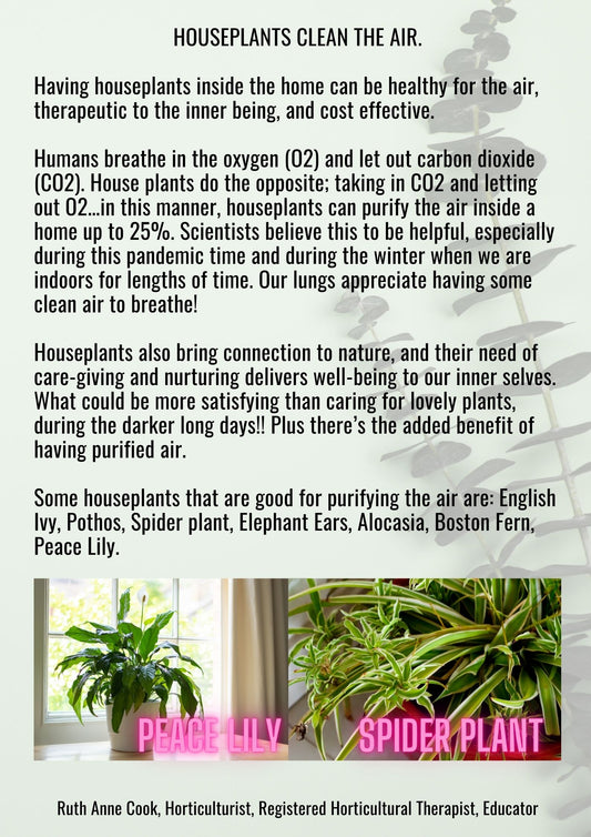 House Plants Clean the Air