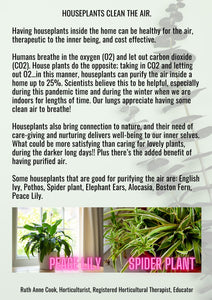 House Plants Clean the Air