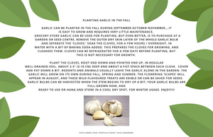 Planting Garlic in the Fall