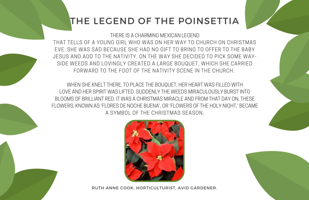 The Legend of the Poinsettia